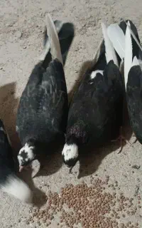 کبوتر