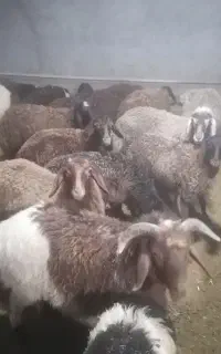 تعدادی بره نر و ماده مناسب پروار و کشتار