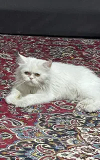 گربه پرشین