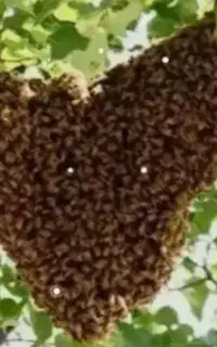 زنبور عسل