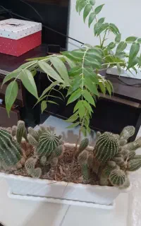 کاکتوس