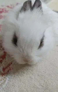 خرگوش