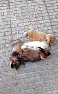 خرگوش لوپ اوکراینی وجرسی