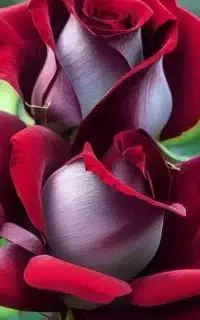 ضبط فلش خور و کاستی