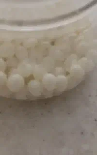حلزون خاویار