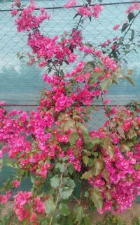 راهنمایی