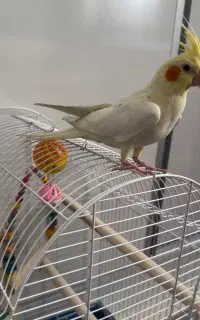عروس هلندی گم شده از یابنده خواهش میکنم زنگ بزنه