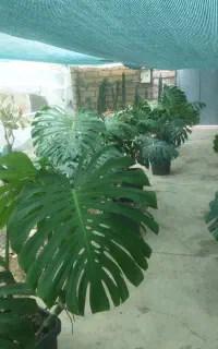 حراج گل و گیاه اپارتمانی /عمده