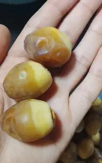 رطب برحی