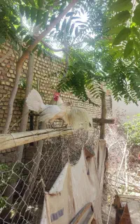 نیمچه خروس فونیکس وارداتی