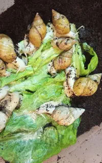 حلزون طبی جوان سازی