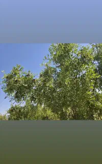 باغ . تقاب