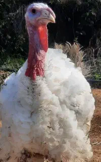 بوقلمون محلی فروش ۱۵۵ عدد