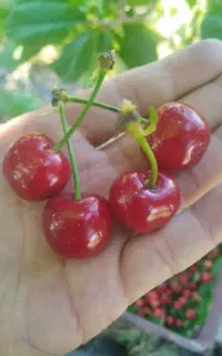 گیلاس کاملاً طبیعی خوشمزه