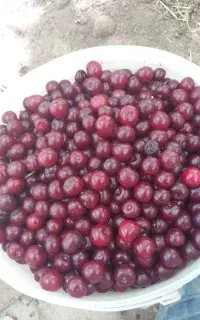 البالو درجه یک