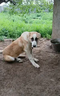 طوله آلبای ۴ماهه