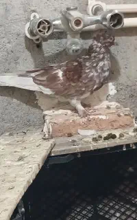 کبوتر