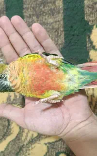 طوطی گرینچیک