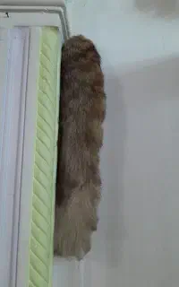 دمه روباه