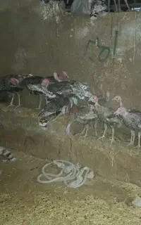 بوقلمو