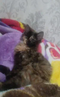 واگذاری گر‌به‌