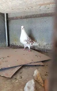 کبوتر درجه یک