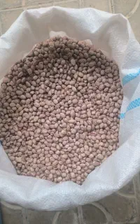 لوبیا چیتی بذری