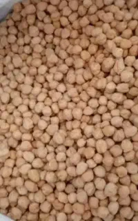 فروش نخود دیم کرمانشاه ، درجه یک