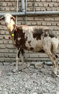 گوسفند بروجردی اصل قوچ خورده جنس بالا نامبروان