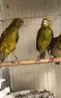 قناری سبز چمنی