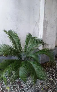 سیکاس
