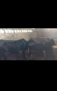 گاو با گوساله