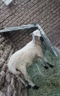 بره نر 8ماهه بهترین رند خانگی نیست