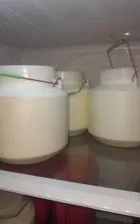 ماست اعلا گوسفندی