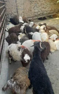 گوسفند زیر فی وقلم ابی زنده