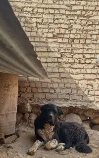 سگ قهدریجانی