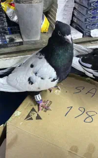 ی جفت سینه ای نره و ماده