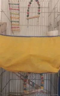 قفس کاسکو