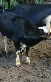 گوسال نر  سیمنتال اصیل ۶ ماهه ورزا گاو
