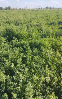 فروش یونجه پرسی ملکان