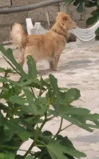 سگ اشپتیز . جهت کشش