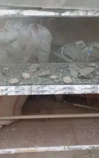 اکواریون بزرگ‌