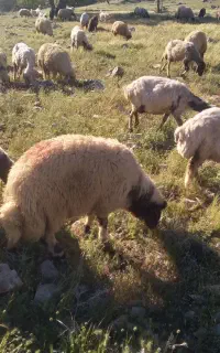بره نره