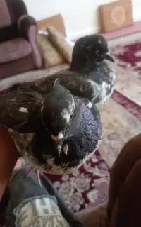 کفتر