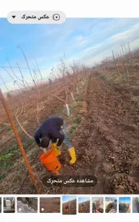 استخدام باغبان