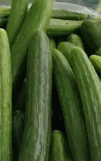 خیار بوته ای نیشابور