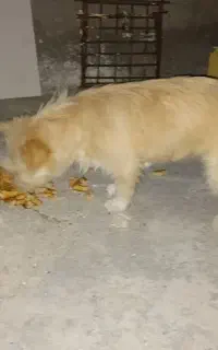 سگ نژاد داره