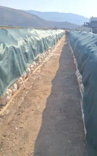 پالت و ۱۵۰۰متر شید