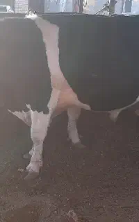 گوساله