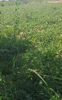 گوجه
